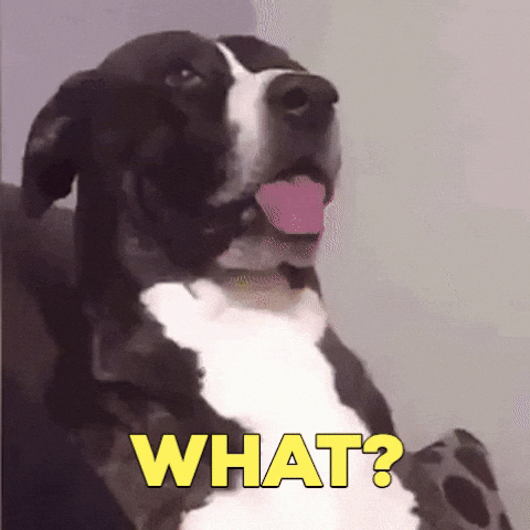 Animation of a dog looking quizzically at you and saying 'What?'